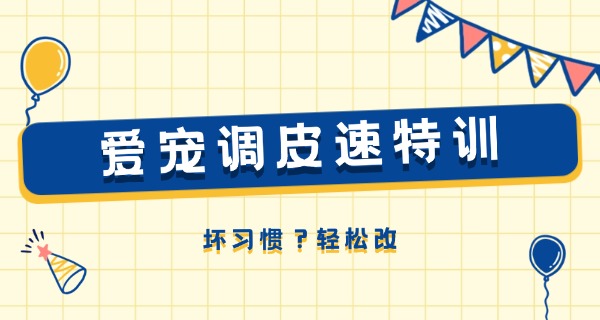 大 连哪里找宠物狗学校